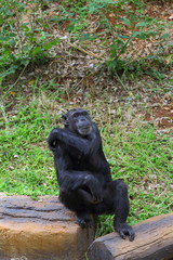 Fototapeta premium Chimpanzees are sitting