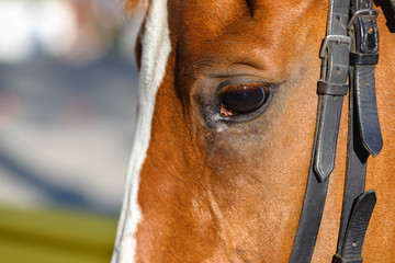 horse of red color in harness, eye close-up