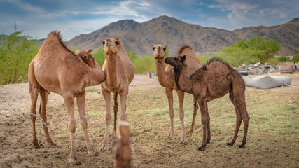 Camel On Sahara Desert