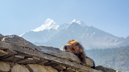 Dog enjoying his life