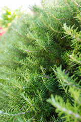 Rosemary bush with blurred background. Sticking seasoning branches