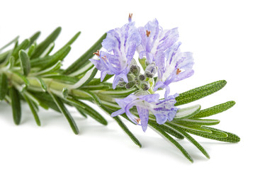Rosemary sprig in flowers