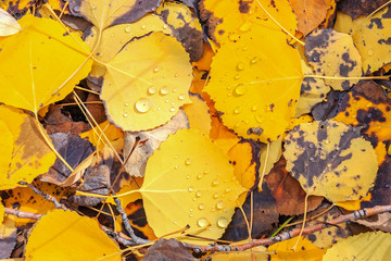 Autumn Color in the San Juan