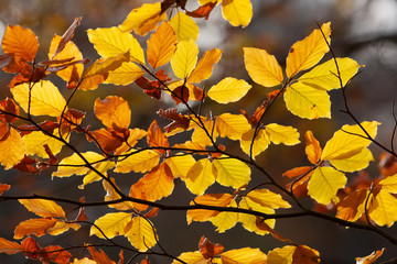 Herbstlaub