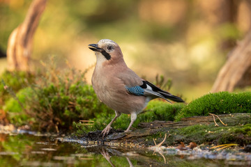 Jay, Garrulus glandarius