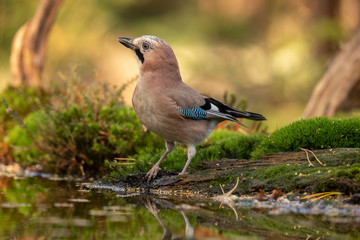 Jay, Garrulus glandarius
