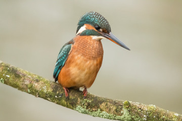 Kingfisher, Alcedo atthis
