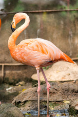 Fototapeta na wymiar The American flamingo (Phoenicopterus ruber)