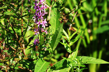 purple flowers