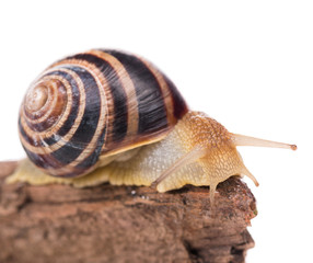 Bright cute snail