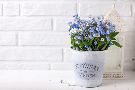 Floral background - blue forget-me-nots or myosotis flowers   in grey bucket and  candles in lanterns on  white wooden background.