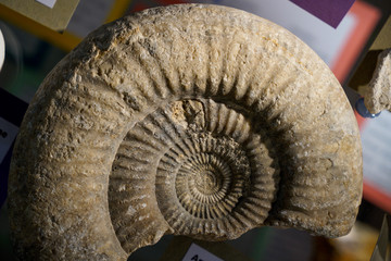 Fossil Ammonite for fuel and gas industry