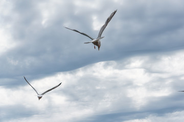 sea gulls flying with dramatic cloudy background