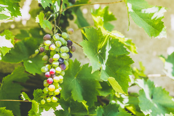 Raisin vert sur une vigne