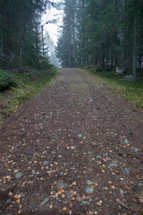 a nice training track in a autumn forest