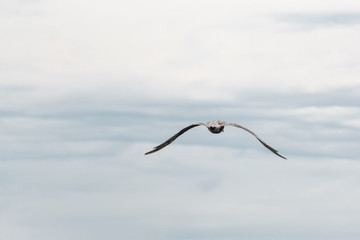 sea gull flying with cloudy background