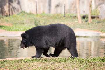 Asiatic black bear
