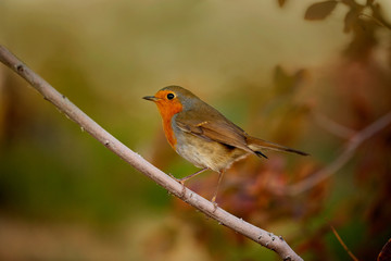 Robin, Erithacus rumen is sitting on a branch in nature. Macro Photo. Great Britain symbol