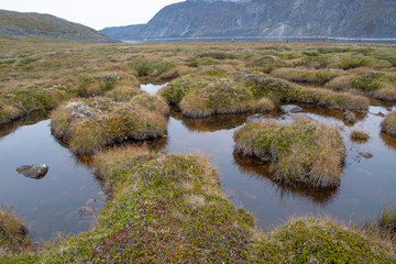 Moor auf Uunartoq in Westgrönland