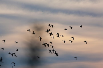 Enten Gänse
