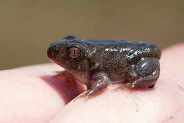 Juvénile de pelobates cultripes