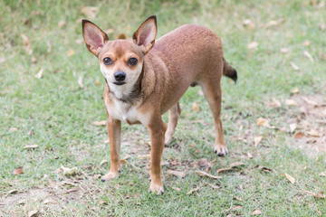 Chihuahua standing looking