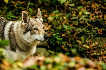 Close up portrait of white, grey, reddish and black Czechoslovakian wolfdog, yellow, orange, green and dark blurry background, colorful autumn evening, copy space