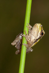 Juvénile de Hyla méridonalis rainette