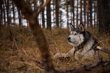 Siberian Husky Richwood for a walk in the autumn forest