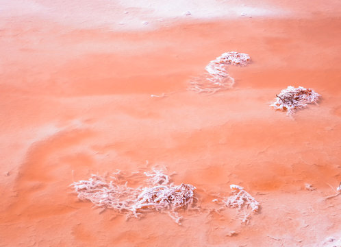 Vivid red Salt deposits on shores of beautiful pink lake background. umbleweed in salt crystals look like coral lies in the salt water of a lake.