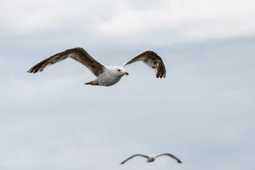 sea gull flying with cloudy background