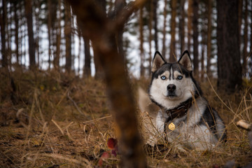 Siberian Husky Richwood for a walk in the autumn forest