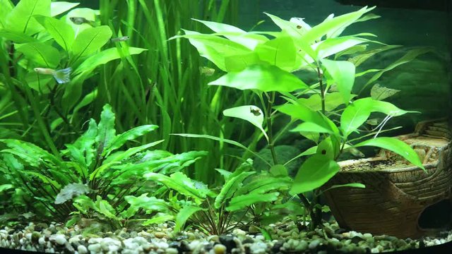 Fishes swim in an aquarium among many green plants.