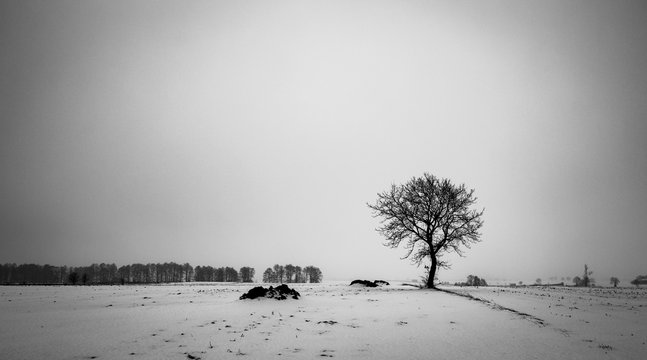 Snow in Poland BW