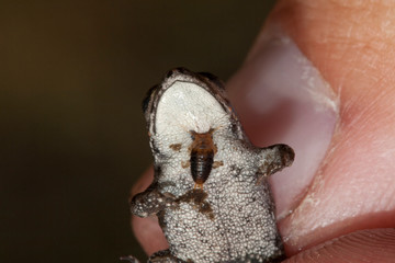 Prédation sur juvénile de Bufo calamita 
