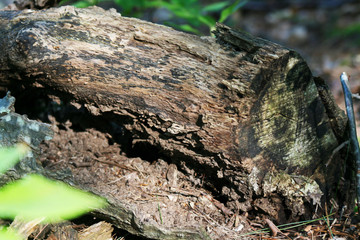 Log on a Trail