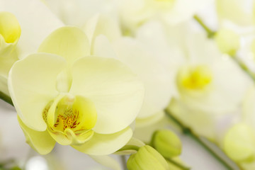 Naklejka na ściany i meble Blooming Yellow Phalaenopsis Orchid Flowers on Blurred Natural Background with Copy Space