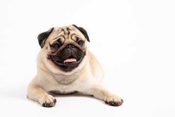 Cute pet dog pug breed sitting and smile with happiness feeling so funny and making serious face isolated on white background