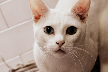 Gato com Olho Azul e Verde