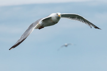 sea gull flying with nice weather clouds background