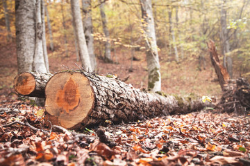 Fototapeta premium Wooden logs in autumn forest.