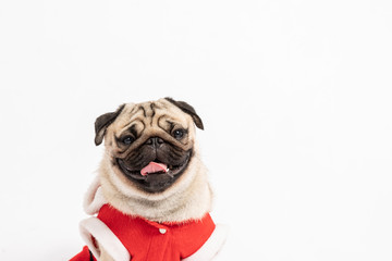 Cute Dog Pug Breed in Red Santa coat Costume smile and happiness in Christmas and new year day isolated on white background,Healthy Purebred dog  with Christmas concept