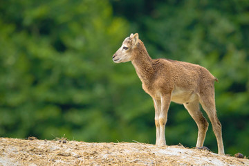 Baby mouflon