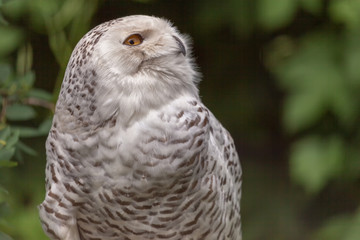 Portrait of an owl head turn to show profile