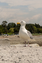 Fototapeta premium Seagull standing on a beach in Vancouver Canada