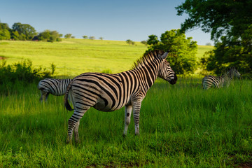 Beautiful zebras in Swaziland © Dmitry Khmelyk