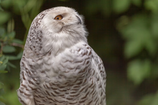 Portrait Of An Owl Head Turn To Show Profile