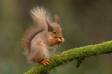 Eurasian Red Squirrel