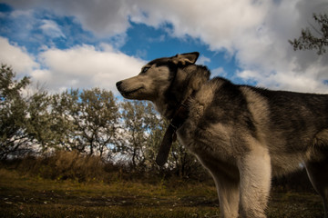Siberian husky drinks tea with milk during a walk