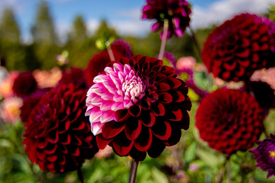 秀生 北林 Photos Images Assets Adobe Stock